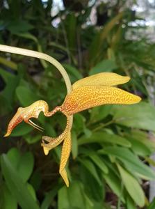 Gongora gratulabunda