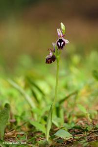 Ophrys reinholdii subsp. reinholdii