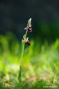 Ophrys reinholdii subsp. reinholdii