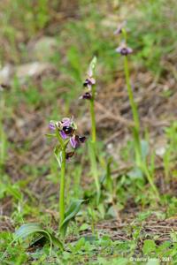Ophrys reinholdii subsp. reinholdii
