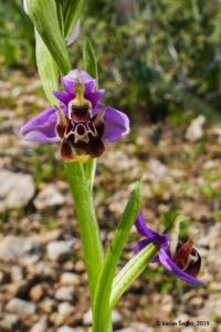Ophrys scolopax subsp. cornuta