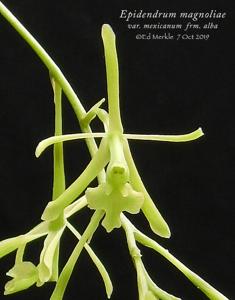 Epidendrum conopseum