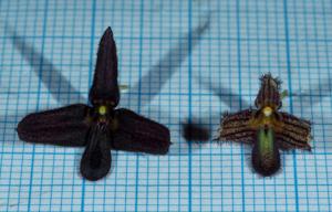 Bulbophyllum nigrescens