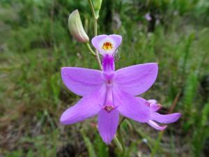 Calopogon tuberosus var. simpsonii
