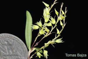 Dendrobium perpaulum