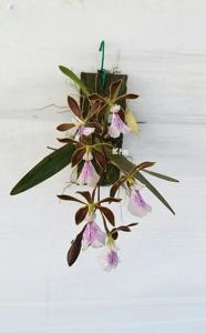 Encyclia hamiltonii
