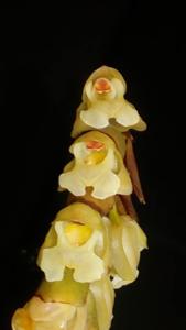 Coelogyne imbricata