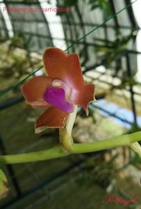 Phalaenopsis marriottiana