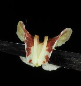 Dendrobium textile var. textile