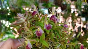 Epidendrum peperomia