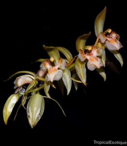 Coelogyne brunnea