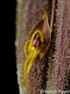Lepanthes terpsichore