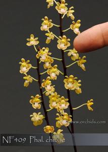 Phalaenopsis chibae
