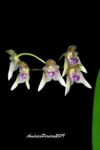 Bulbophyllum guttulatum