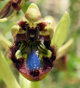 Ophrys bertolonii