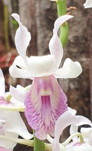 Dendrobium nindii