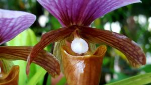 Paphiopedilum charlesworthii