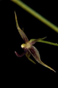 Platystele jesupiorum