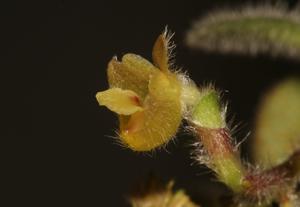 Trichotosia dasyphylla
