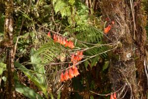 Dendrobium habbemense