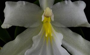 Miltonia moreliana
