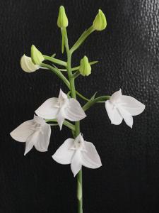 Habenaria lindleyana