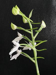 Habenaria lindleyana