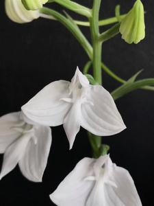 Habenaria lindleyana