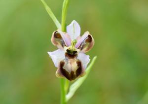 Ophrys sphegodes subsp. aveyronensis