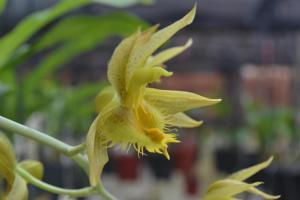 Catasetum triodon