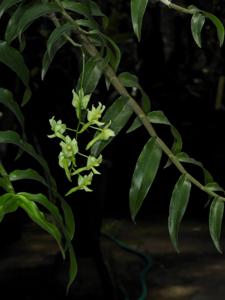 Dendrobium obrienianum