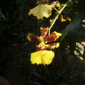 Oncidium sphacelatum