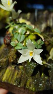 Constantia cipoensis