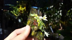 Constantia cipoensis