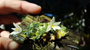 Constantia cipoensis