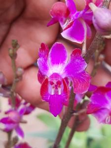 Phalaenopsis pulcherrima