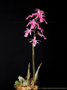 Calanthe rosea