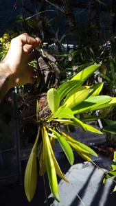 Masdevallia regina