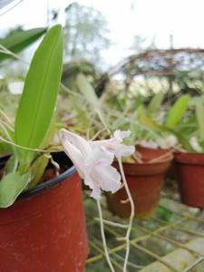 Rodriguezia strobelii