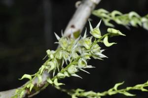 Dendrobium kratense