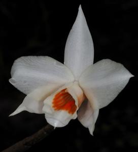 Dendrobium multilineatum