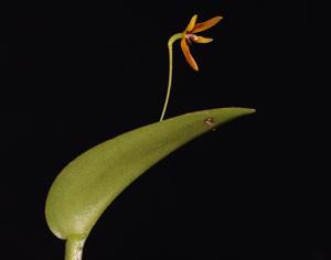Pleurothallis wielii