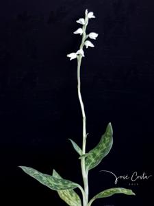 Goodyera daibuzanensis