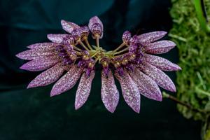 Bulbophyllum longiflorum