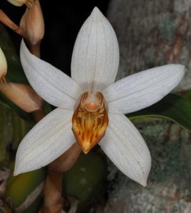 Coelogyne pachystachya