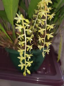 Coelogyne pangasinanensis