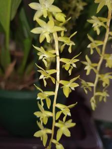 Coelogyne pangasinanensis