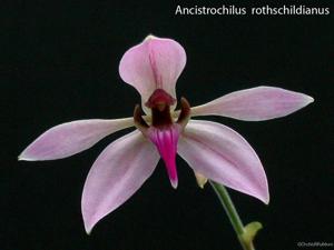 Ancistrochilus rothschildianus