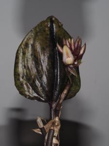 Nephelaphyllum pulchrum