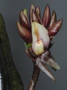 Nephelaphyllum pulchrum